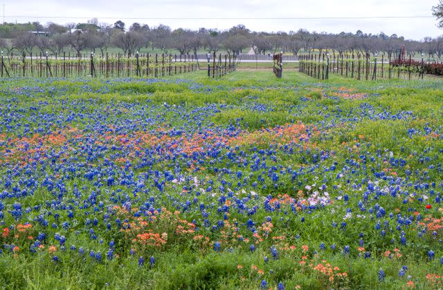 <p>Getty Images</p> Colorful spring wildflowers in front of a Texas vineyard