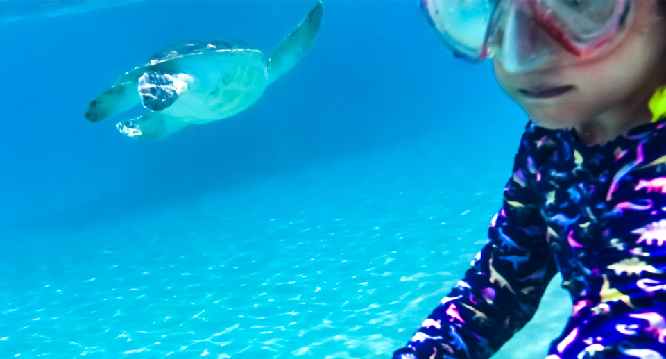 There is a turtle in the background and a girl in the foreground underwater.