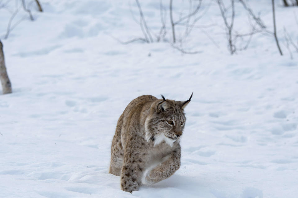 Six Eurasian lynx could be introduced in an area on the England/Scotland border. (Photo by Wolfgang Kaehler/LightRocket via Getty Images)