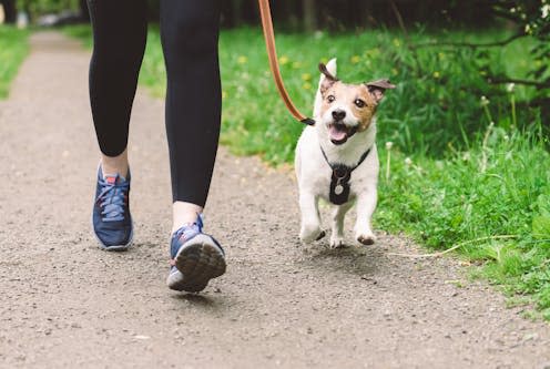 <span class="attribution"><a class="link " href="https://www.shutterstock.com/image-photo/woman-running-dog-workout-during-morning-2225043417" rel="nofollow noopener" target="_blank" data-ylk="slk:alexei_tm/Shutterstock;elm:context_link;itc:0;sec:content-canvas">alexei_tm/Shutterstock</a></span>