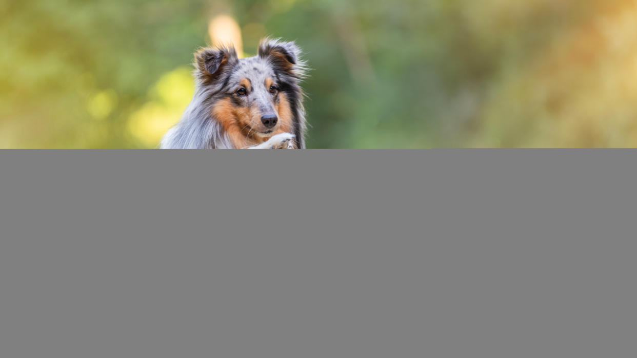 Shetland Sheepdog