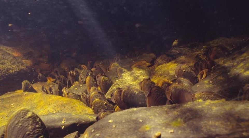 Mejillones perla de agua dulce vistos bajo el agua.