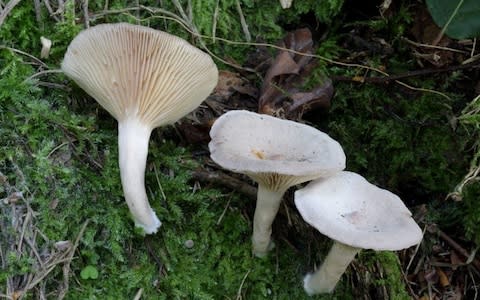 The 'sweating mushroom' can cause death in severe cases  - Credit: Alamy 