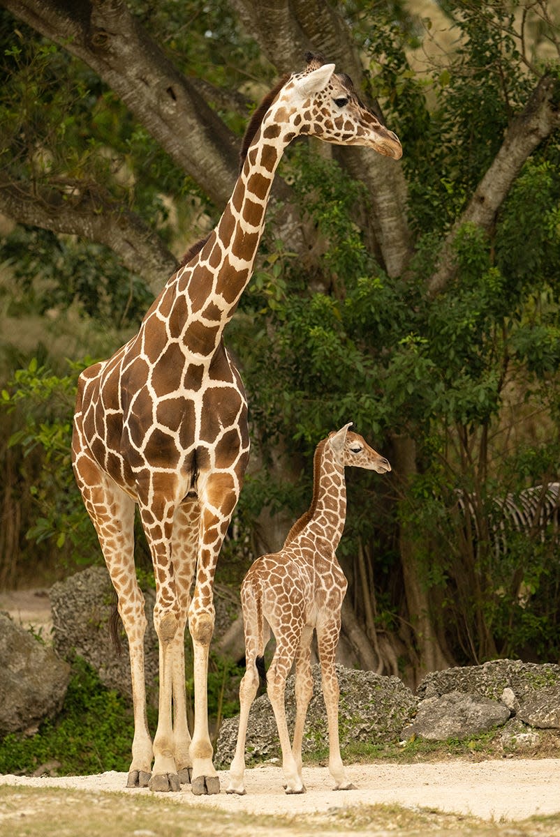 "Saba" the giraffe shortly after the juvenile's December birth at Zoo Miami. The three-month-old giraffe was found dead on March 16, 2024, and a necropsy showed she broke her neck.