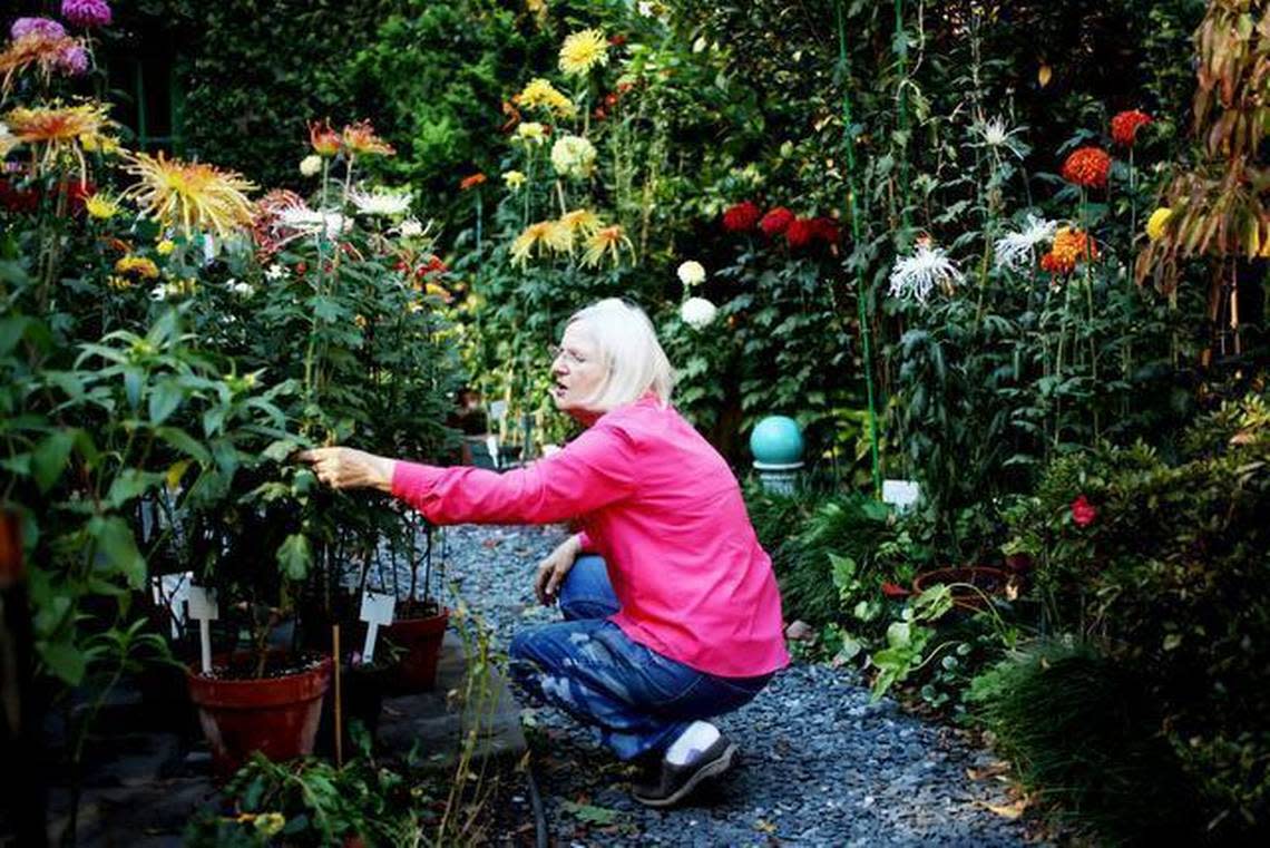 Raleigh gardener Joan Matthews deadheads plants Oct. 30, 2014. Matthews grows an abundance of unusual chrysanthemum varieties in her small Five Points backyard.