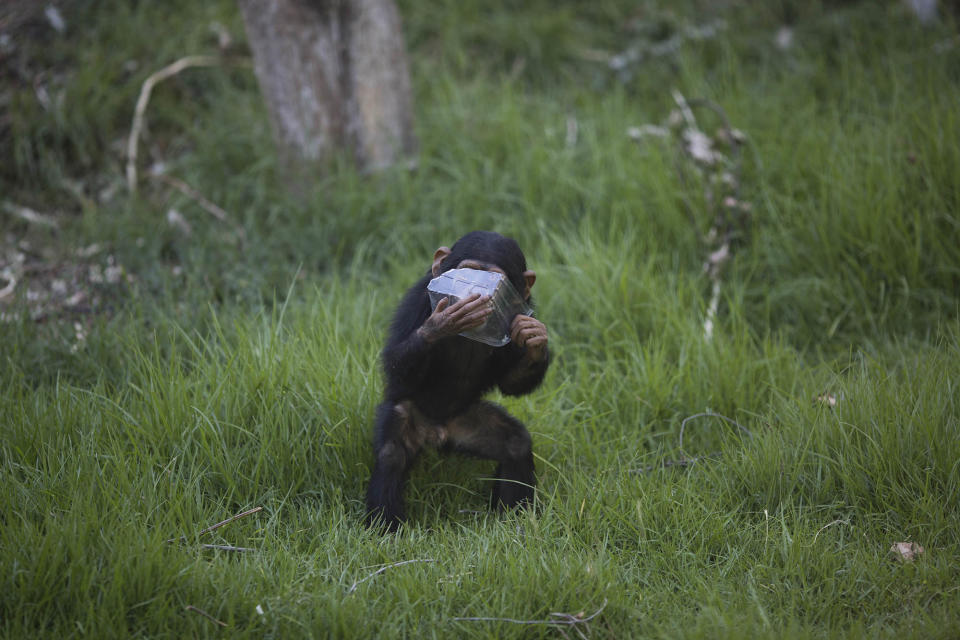 A chimp in Israel