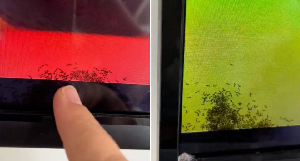 Hundreds of ants shown behind the glass of a TV.