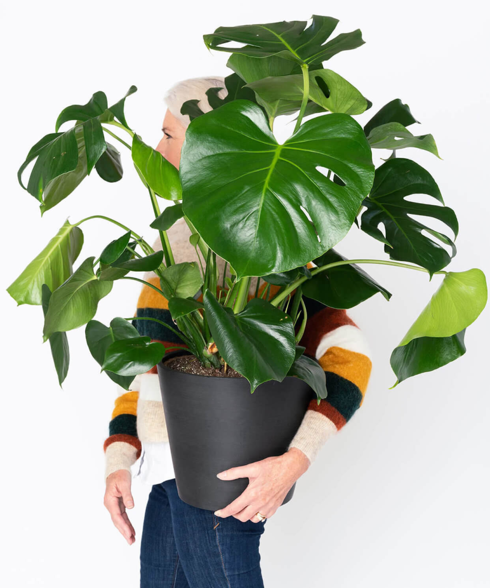 <p>As growing season approaches, it's time to prepare your <a href="https://www.womenshealthmag.com/life/g30565437/tall-indoor-plants/" rel="nofollow noopener" target="_blank" data-ylk="slk:houseplants;elm:context_link;itc:0;sec:content-canvas" class="link ">houseplants</a> to thrive as they come out of a stagnant winter. Immediately following Daylight Savings is the best time to repot plants that might've outgrown their current pot, or introduce a new plant to your home. And if you've been waiting to get started on a plant collection, now's the time to welcome your new roommate. That's where <a href="https://go.redirectingat.com?id=74968X1596630&url=https%3A%2F%2Fbloomscape.com%2F&sref=https%3A%2F%2Fwww.womenshealthmag.com%2Flife%2Fg43364935%2Fbloomscape-sale-march-2023%2F" rel="nofollow noopener" target="_blank" data-ylk="slk:Bloomscape;elm:context_link;itc:0;sec:content-canvas" class="link ">Bloomscape</a> comes in. The online gardening store known for delivering consistently healthy plants is having a sitewide sale with code BDAY15 (it's their fifth anniversary!) now through March 21.<br> </p><p>The sale includes something for all plant lovers, whether you've never potted a plant or you have a certified green thumb. Our favorite variety, the sale includes tropical plants that will purify your air and give your home that indoor jungle feel. If you've been trying to grow a plant collection but lack natural light, several low-light <a href="https://www.womenshealthmag.com/life/g26610281/best-indoor-plants/" rel="nofollow noopener" target="_blank" data-ylk="slk:indoor plants;elm:context_link;itc:0;sec:content-canvas" class="link ">indoor plants</a> are included as well. Live in a dry climate? Opt for a cactus that will thrive without humidity. You can even save on succulents that require very little watering, if you find yourself forgetting to water or aren't home often enough to maintain a regular <a href="https://www.womenshealthmag.com/life/a37184053/houseplants-ice-cube-hack/" rel="nofollow noopener" target="_blank" data-ylk="slk:plant care routine;elm:context_link;itc:0;sec:content-canvas" class="link ">plant care routine</a>. <br><br>With so many plants for sale online, Bloomscape stands out for its careful packaging to avoid breakage and custom soil mixes so your plants arrive at your door primed for growth with little work on your part. To help you take advantage of the <a href="https://go.redirectingat.com?id=74968X1596630&url=https%3A%2F%2Fbloomscape.com%2Fshop%2Ffeatured-indoor%2Fbest-sellers%2F&sref=https%3A%2F%2Fwww.womenshealthmag.com%2Flife%2Fg43364935%2Fbloomscape-sale-march-2023%2F" rel="nofollow noopener" target="_blank" data-ylk="slk:sale;elm:context_link;itc:0;sec:content-canvas" class="link ">sale</a> just in time for growing season, I've highlighted a few of our favorite plants and care instructions so you can decide which plant is best for you. Just don't forget to enter code BDAY15 at checkout! </p>