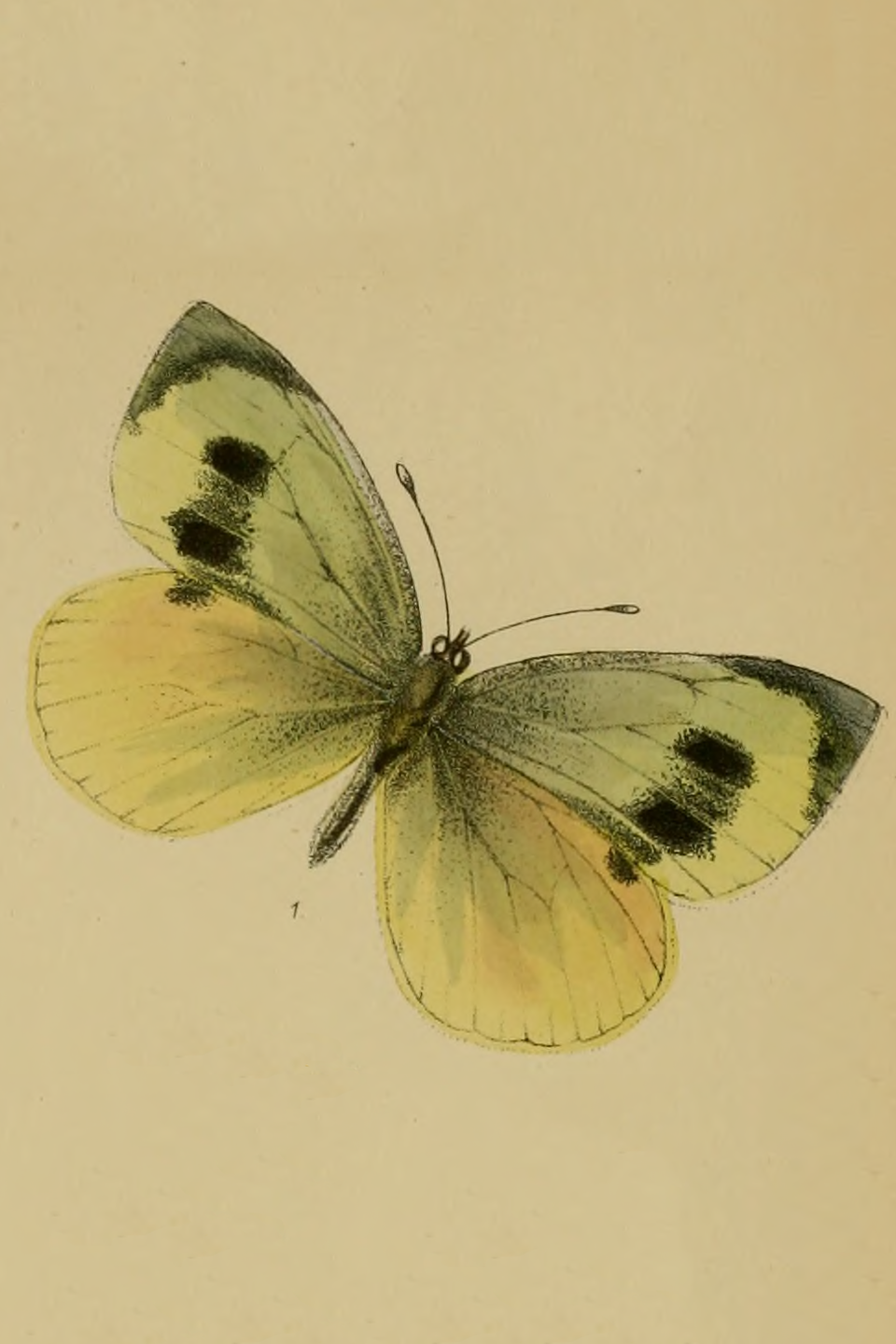 Madeiran Large White