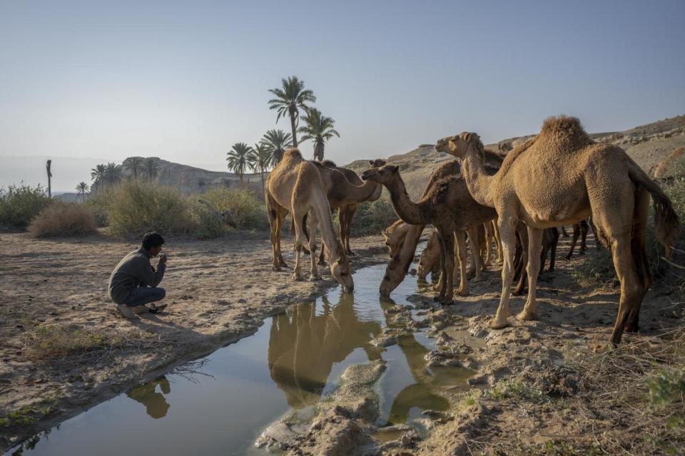 Camels drink from a puddle.