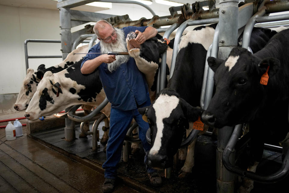 Prisoner Dean Crider uses a device to give a cow pills in the dairy at the Montana State Prison Wednesday, Aug. 16, 2023, in Deer Lodge, Mont. (AP Photo/John Locher)