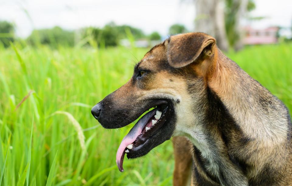 Thai Ridgeback