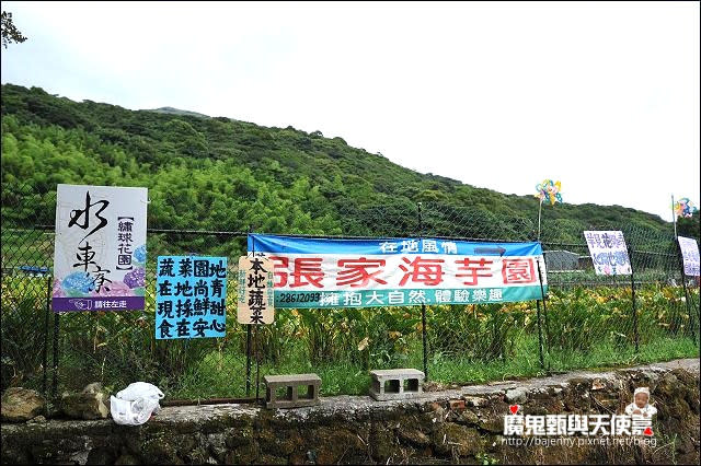 陽明山竹子湖繡球花地圖懶人包~2015/6/9花況（上篇）