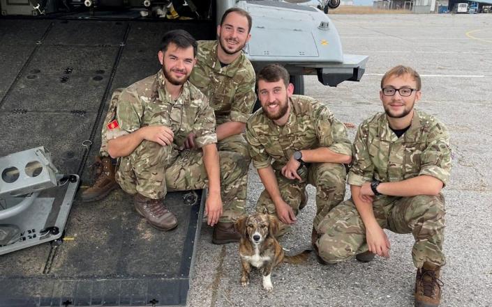 Royal Navy aviators are raising funds to bring a stray puppy they befriended while deployed in Montenegro home to the UK - Royal Navy/MOD/SWNS