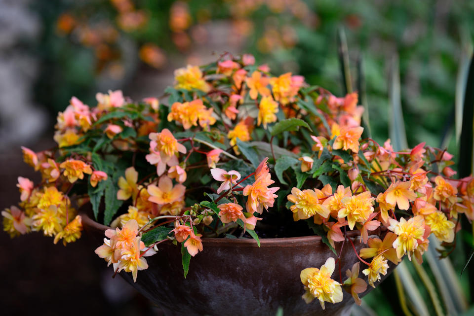 9. Begonias