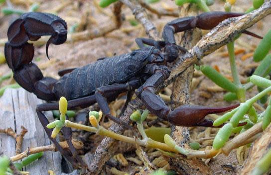 黑肥尾蠍的致命毒性，已引起相關單位呼籲民眾注意。（翻攝維基百科）