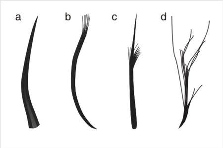 The four feather types: filaments, filament bunches, tufted filament, and down feather, based on Jurassic Period fossils unearthed in China, are seen in this illustration handout, released from University of Bristol in Bristol, United Kingdom on December 14, 2018. Courtesy Zixiao Yang/Handout via REUTERS