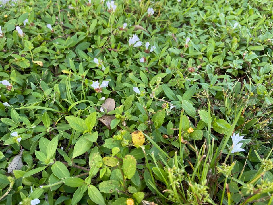 What Floridians call "snow" is also called large flower pusley, Florida pusley and Mexican clover, though it is neither a clover nor native to Mexico. Scientifically, it's called Richardia grandiflora. If you want to be extra scientific, it's a member of the family Rubiaceae, which is comprised of 15 different species of flowering plants. Here's a close-up of Florida snow in Fort Myers from October 2023.