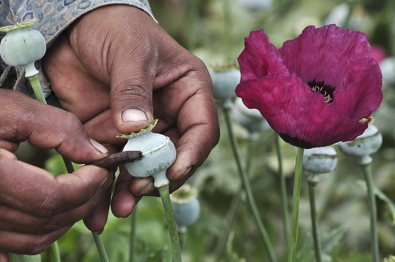 A man lances a poppy bulb to extract the sap, which will be used to make opium, at a field in the municipality of Heliodoro Castillo, in the mountain region of the state of Guerrero January 3, 2015. REUTERS/Claudio Vargas/File Photo