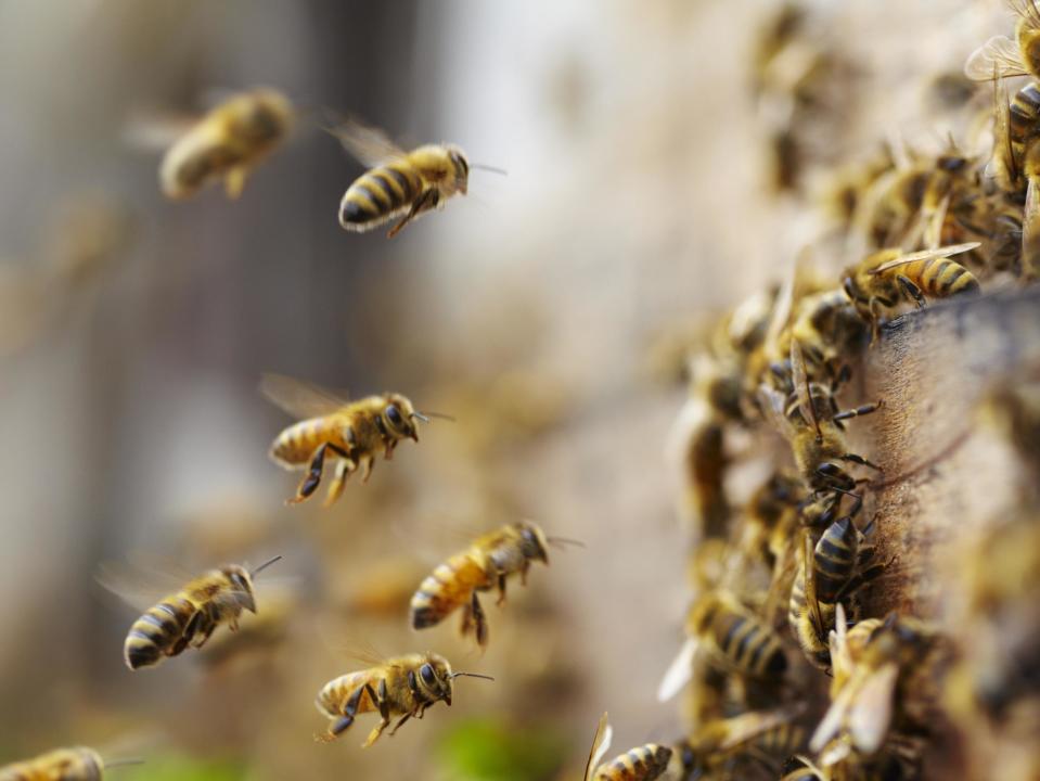 Tens of thousands of bees stolen in Aberdeenshire farm raid