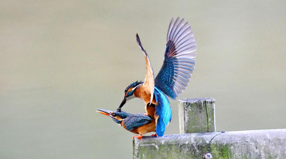 <p>Eisvögel paaren sich in einem Park im chinesischen Fuzhou. (Bild: Xinhua/Mei Yongcun via Getty Images) </p>