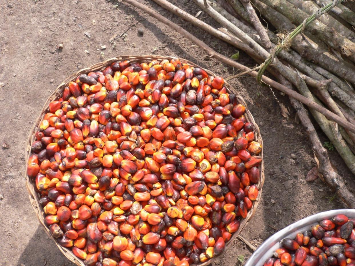 palm oil kernals