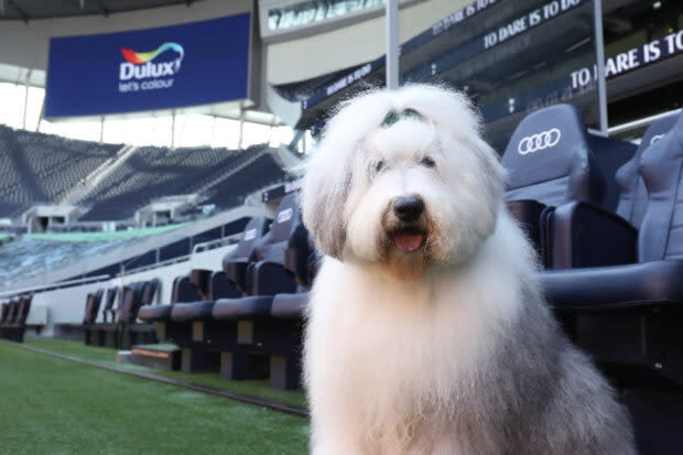 Tout juste annoncé, le sponsor Dulux a fait preuve d’irrévérence à l’encontre de son partenaire, Tottenham.