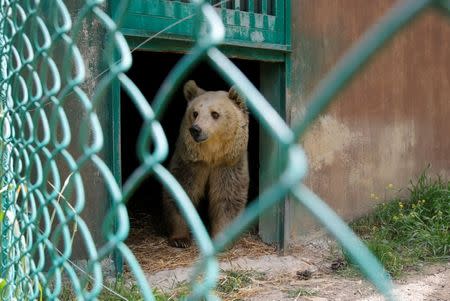 Lola the bear, one of two surviving animals in Mosul's zoo, along with Simba the lion, is seen after arriving to an animal rehabilitation shelter in Jordan, April 11, 2017. Picture taken April 11, 2017. REUTERS/Muhammad Hamed TPX IMAGES OF THE DAY