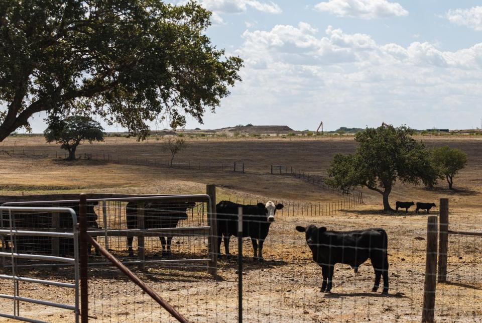 Cows roam on Ron Pilsner's Nordheim, Texas property on Sept. 10, 2023. Pilsner's land rests next to a drilling waste dump, which is visible in the distant background.
