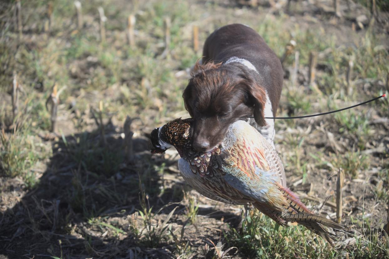 A Traxx Hunting dog retrieves a rooster pheasant on opening day of the season in Iona in 2021.