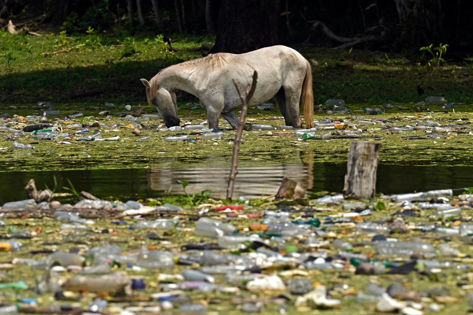 <p>La flora y la fauna también se están viendo muy afectadas en esta zona. Los patos nadan entre las basuras, las tortugas se suben a los plásticos y numerosos animales beben de esta agua contaminada. (Foto: Marvin Recinos / AFP / Getty Images).</p> 