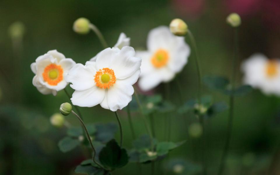 White Japanese anemone - Getty Images