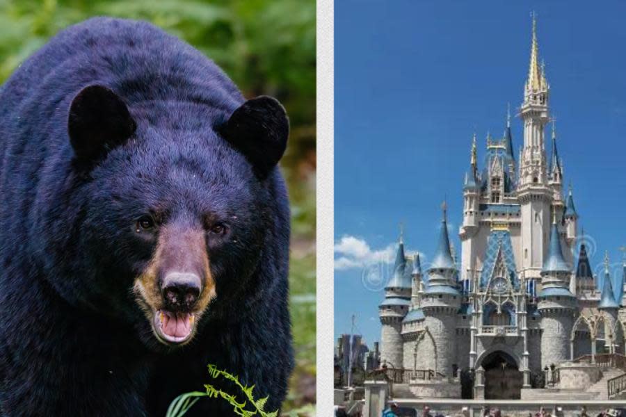 Oso invade Disney World y provoca el cierre de varias atracciones 