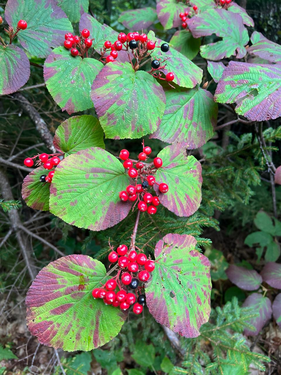 Hobblebush is type of shrub that grows in the eastern U.S. and Canada and has white or pink flowers and purple-black berries.