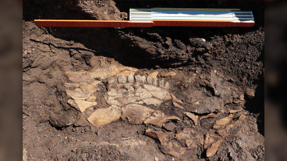 An ancient deer skull, whose teeth are exposed in the rock and dirt.