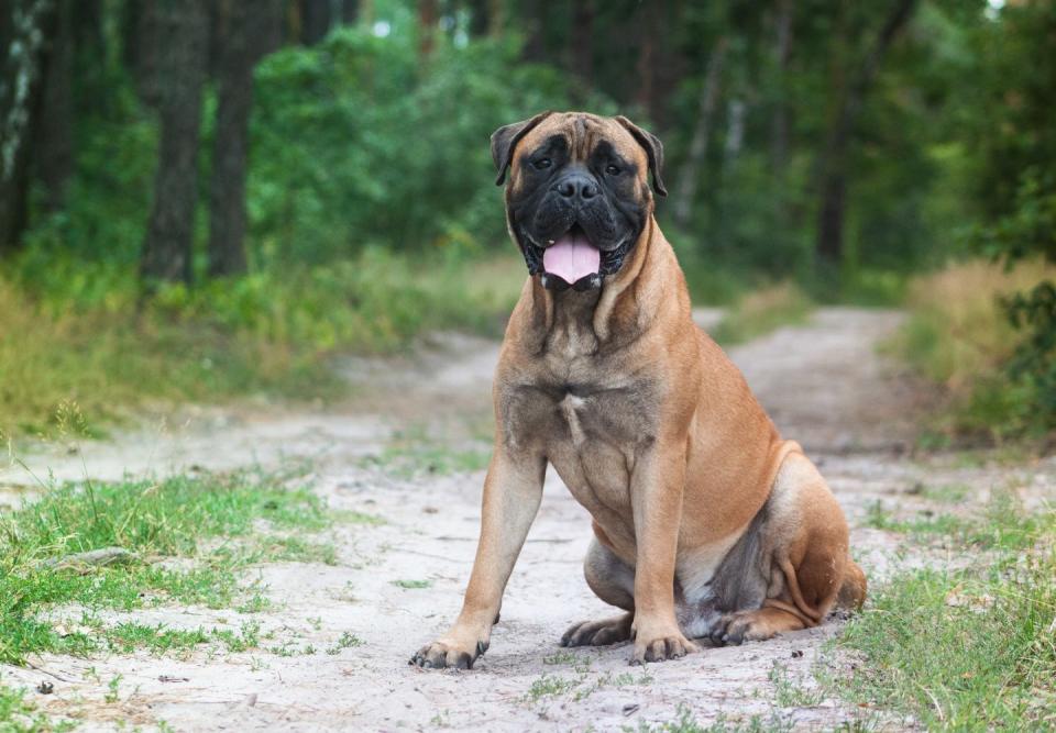 4) Bullmastiff