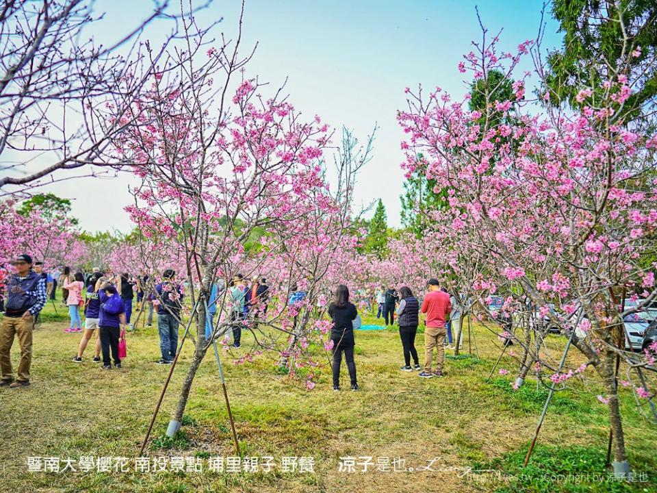 南投埔里｜暨南大學 賞櫻