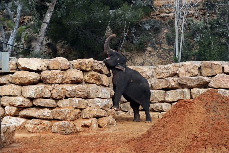 Un elefante asiático come en su área habitable en el Zoológico bíblico de Jerusalén, que está cerrado debido a la cuarentena por el COVID-19