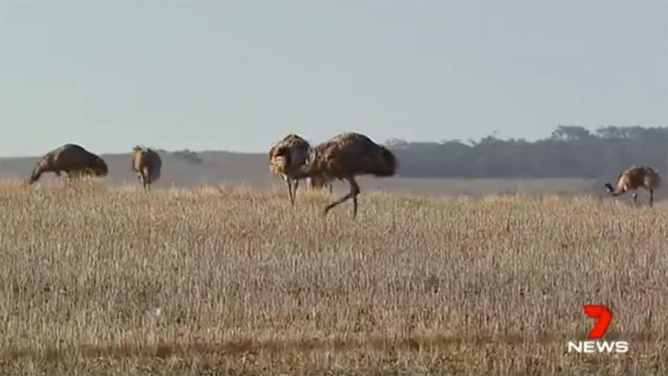 Motorists have been advised to watch out for the emus. Source: 7News