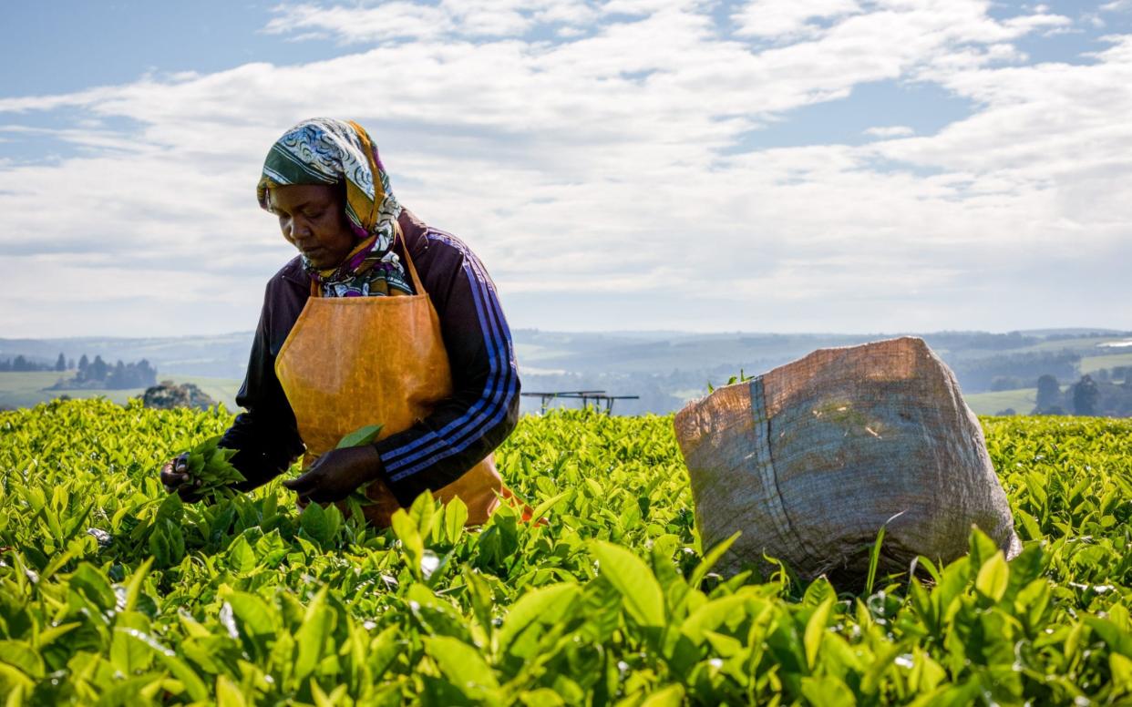 A woman picks leaves in Kericho, Kenya. The region is suffering from unpredictable weather  -  Katie G. Nelson