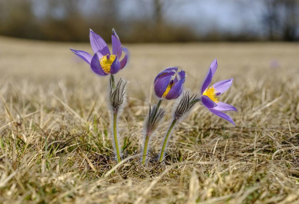 28. Pasqueflower - South Dakota