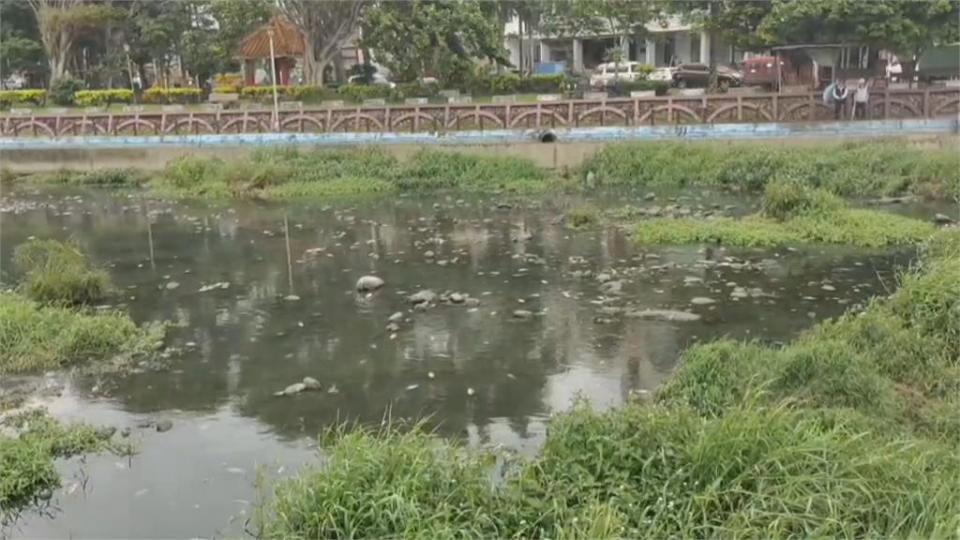 乾旱溶氧量不足　豆子埔溪水面漂近百隻死魚