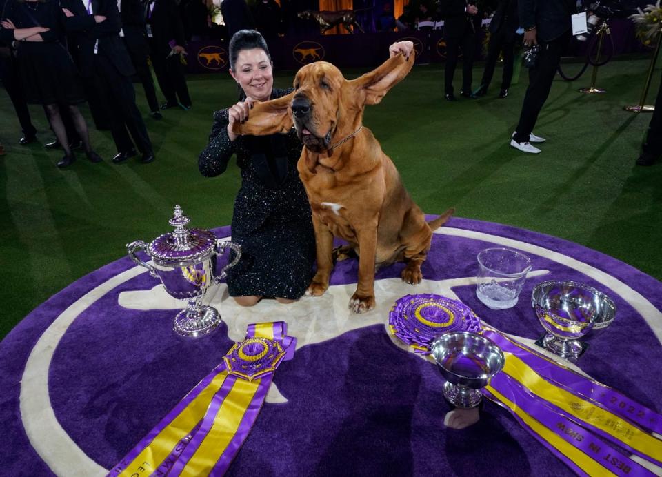 Helmer shows off Trumpet’s impressive ears (AFP via Getty Images)