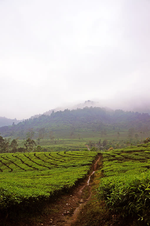 A quick and refreshing tea walk in Bandung's highland