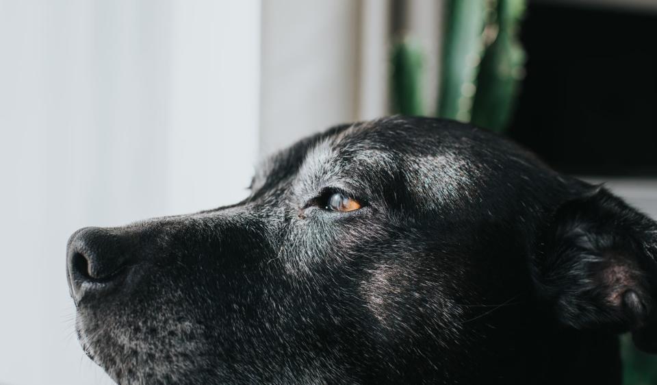 close up of dog looking window