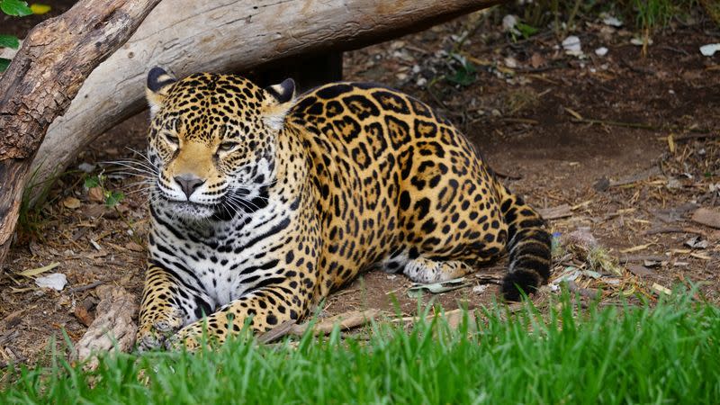 Un jaguar en el santuario de jaguares dentro del Parque de Conservación Reino Animal, en Oxtotipa