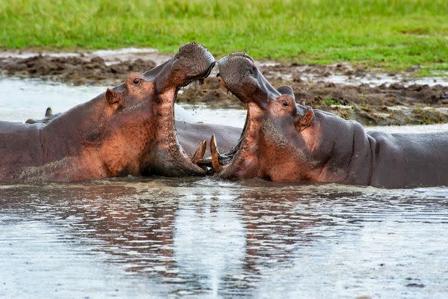 <p>guenterguni/Getty Images</p> Two male hippos in the remote Katavi National Park, in Tanzania.