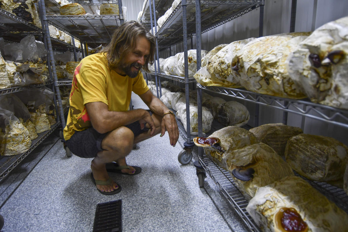 Former QB Jake Plummer's new position as 'Mushroom Man' farmer