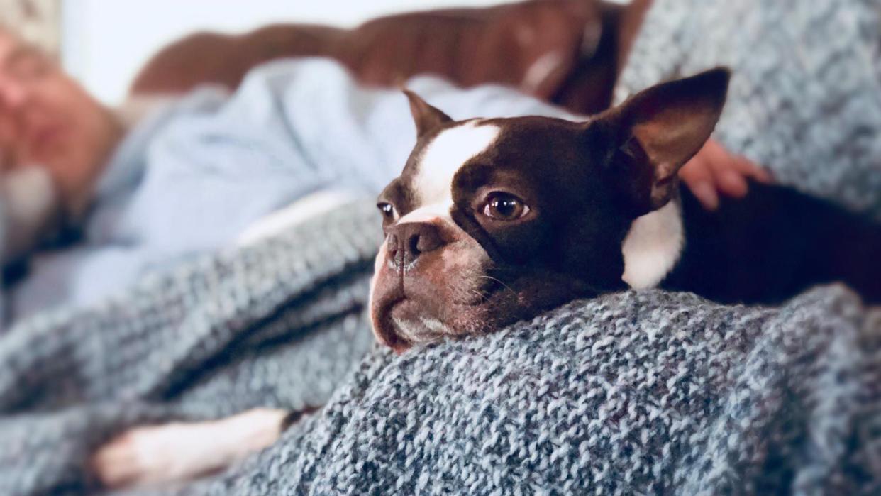 Dog resting on man sleeping on couch