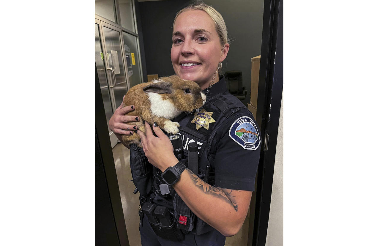 This undated photo provided by Yuba City Police Department shows Yuba City Police Officer Ashley Carson, who rescued this rabbit in 2022, in Yuba City, Ariz.. The YCPD announced Friday, April 7, 2023, the rabbit's promotion to the rank of "wellness officer" just days before Easter Sunday. The bunny is named Percy because it was found on Percy Avenue, in Yuba. (Yuba City Police Department via AP)